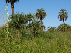 Butia odorata