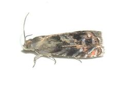 Grapholita prunivora