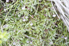 Lobelia eckloniana