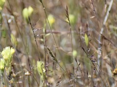 Festuca microstachys