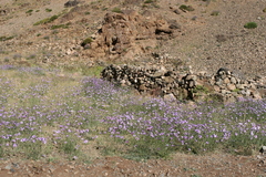 Catananche caerulea image