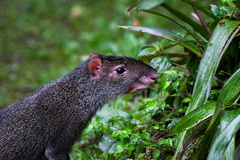 Dasyprocta fuliginosa