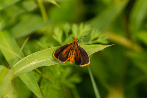 Least Skipper photo 6