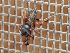 Metacyrba taeniola similis