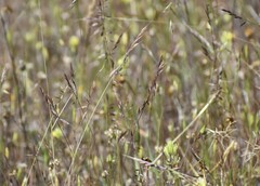 Festuca microstachys