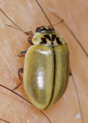 Aphidecta obliterata