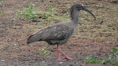 Theristicus caerulescens