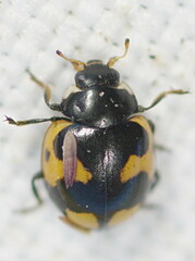 Ceratomegilla alpina
