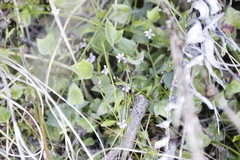 Lobelia eckloniana