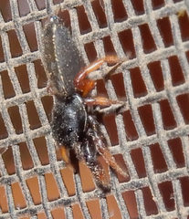 Metacyrba taeniola similis