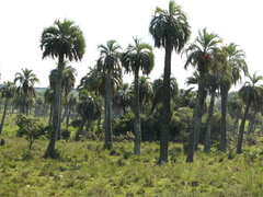 Butia odorata