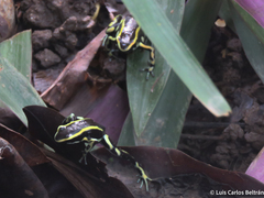 Dendrobates truncatus