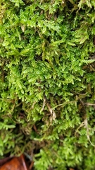 Hypnum cupressiforme