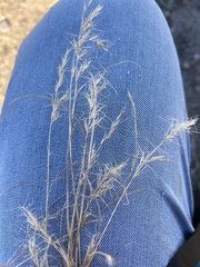 Aristida adscensionis