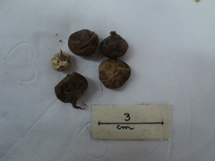 Lycoperdon dermoxanthum