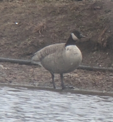 Branta hutchinsii hutchinsii