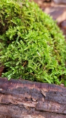 Hypnum cupressiforme