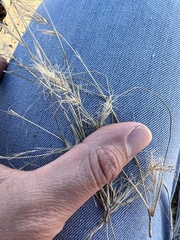 Aristida adscensionis