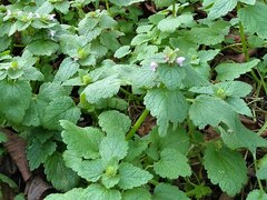 Lamium purpureum