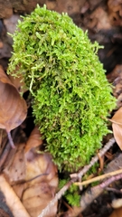 Hypnum cupressiforme