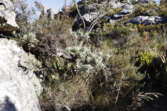 Euryops pectinatus pectinatus