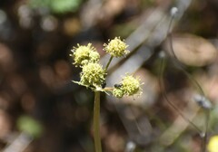 Sanicula tuberosa