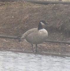 Branta hutchinsii hutchinsii