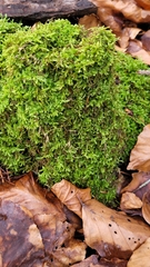 Hypnum cupressiforme