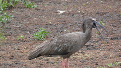 Theristicus caerulescens