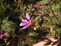 Cuphea glutinosa