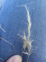 Aristida adscensionis