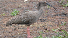 Theristicus caerulescens