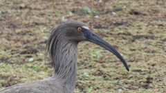 Theristicus caerulescens