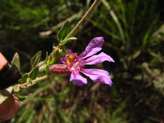 Cuphea glutinosa