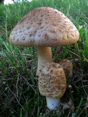 Amanita amerirubescens