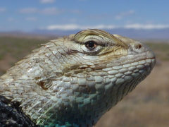 Sceloporus uniformis