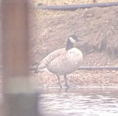 Branta hutchinsii hutchinsii