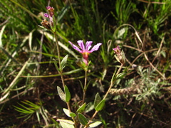 Cuphea glutinosa