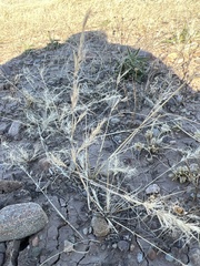 Aristida adscensionis