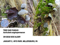 Auricularia angiospermarum