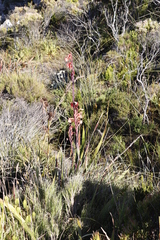 Watsonia tabularis