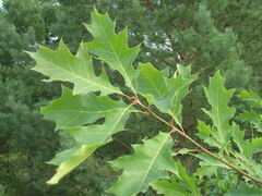 Quercus rubra