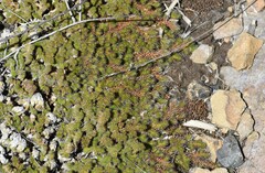 Selaginella hansenii