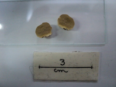 Lycoperdon dermoxanthum