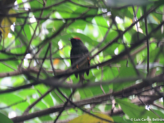 Chiroxiphia lanceolata