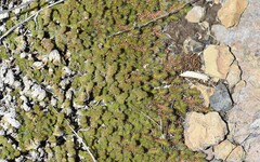 Selaginella hansenii