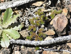 Selaginella hansenii
