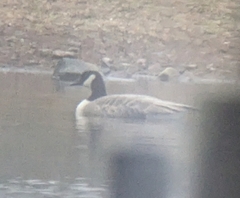 Branta hutchinsii hutchinsii