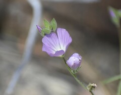 Sidalcea hartwegii