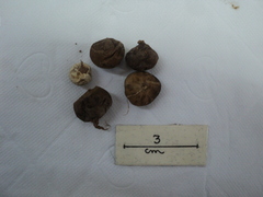 Lycoperdon dermoxanthum